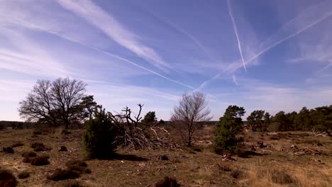 Scorched-earth-aerial-forward-fly-over-fallen-tree-with-barren-branches-and-reveal-of-Dutch-heather-moorland-landscape-surrounding-the-Radio-Kootwijk-former-transmitting-and-communication-center