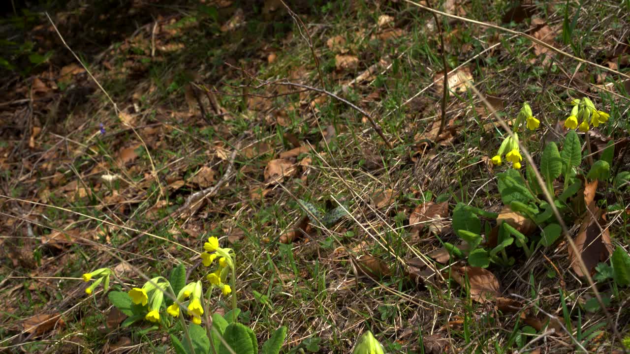 Pianta medicinale Primula Officinalis con petali gialli che cresce in alte montagne alpine in primavera