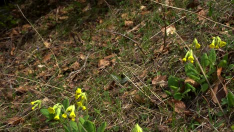 La-Planta-Medicinal-Primula-Officinalis-Con-Pétalos-Amarillos-Crece-En-Las-Altas-Montañas-Alpinas-En-Primavera