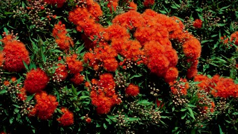fondo de árbol de goma de flores rojas