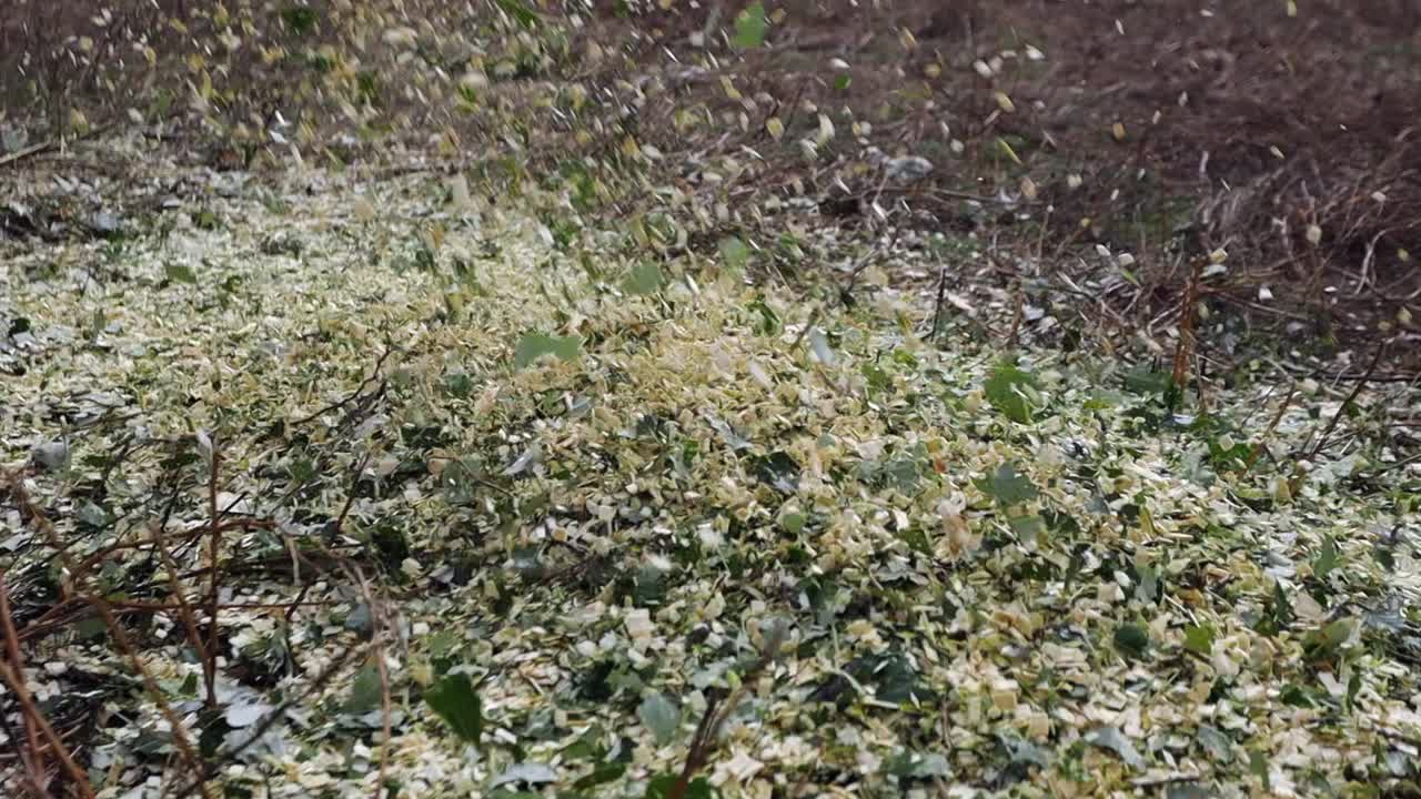 Expelled wood chips spray onto ground from large wood chipper
