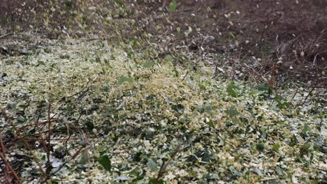 expelled wood chips spray onto ground from large wood chipper