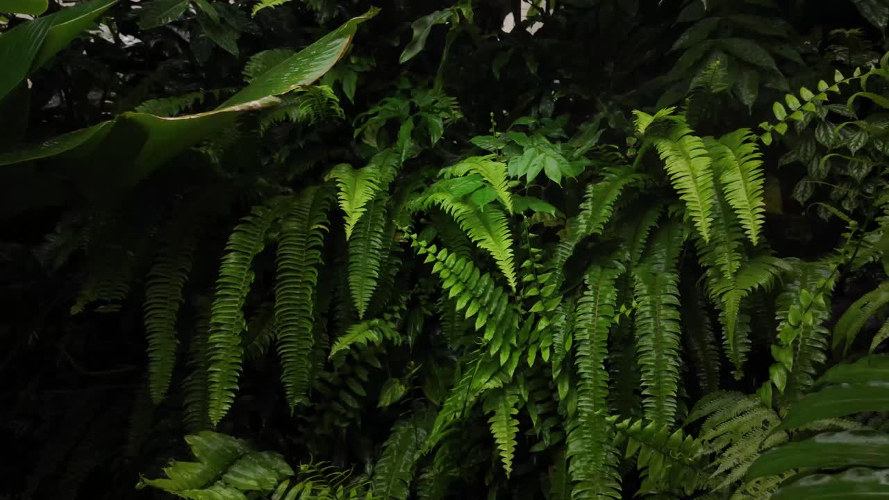 Fern nature tropical plants moist green luxuriant garden Sri Lanka Southeast Asia