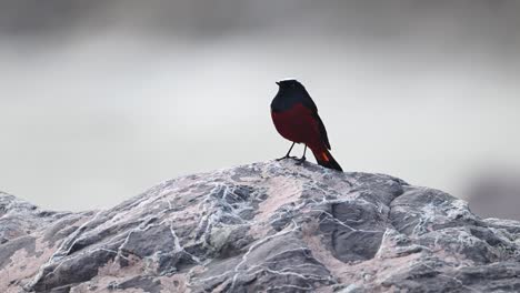 majestic bird white capped redstart sitting on rock in water stream in morning