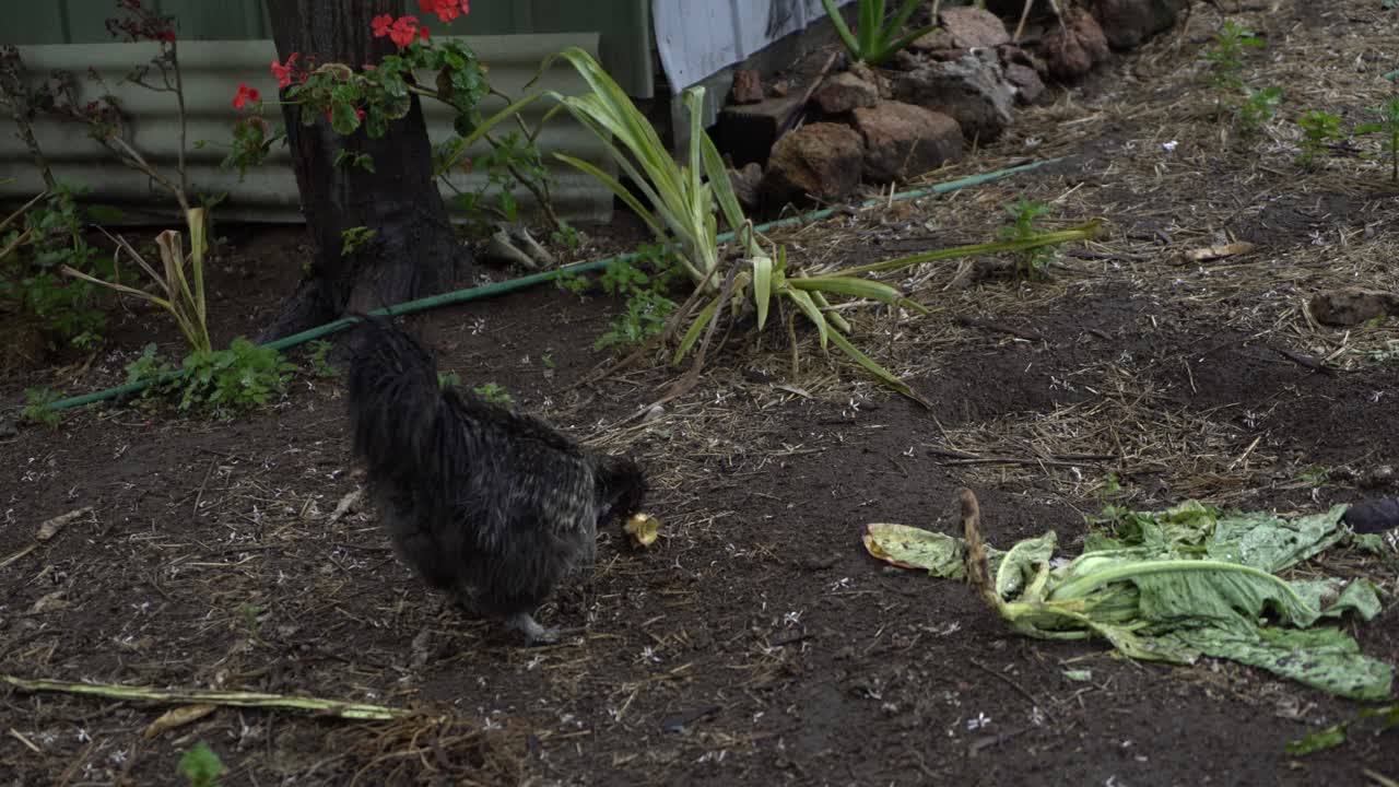사과를 먹는 검은 건강한 뒤뜰 농장 닭