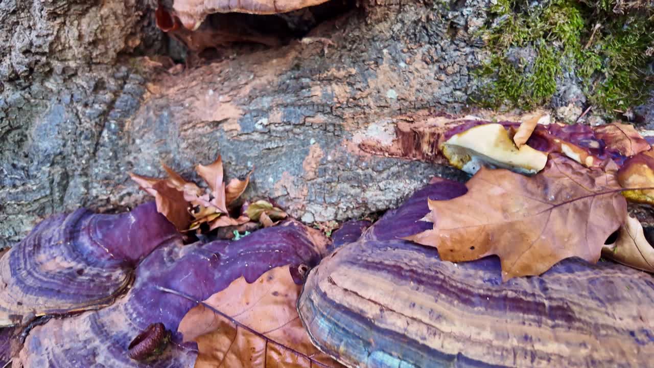 Camera moves closer to a large mushroom growing on a tree trunk, surrounded by dry autumn leaves