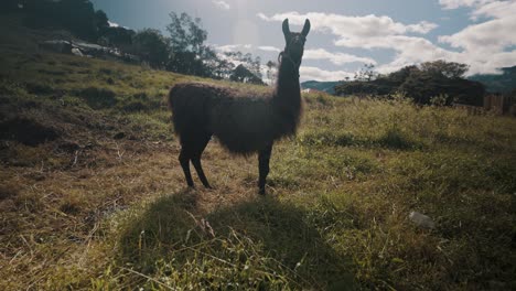 Vista-De-Una-Llama-Parada-En-El-Campo-En-Un-Día-Soleado-En-Ecuador---Amplia