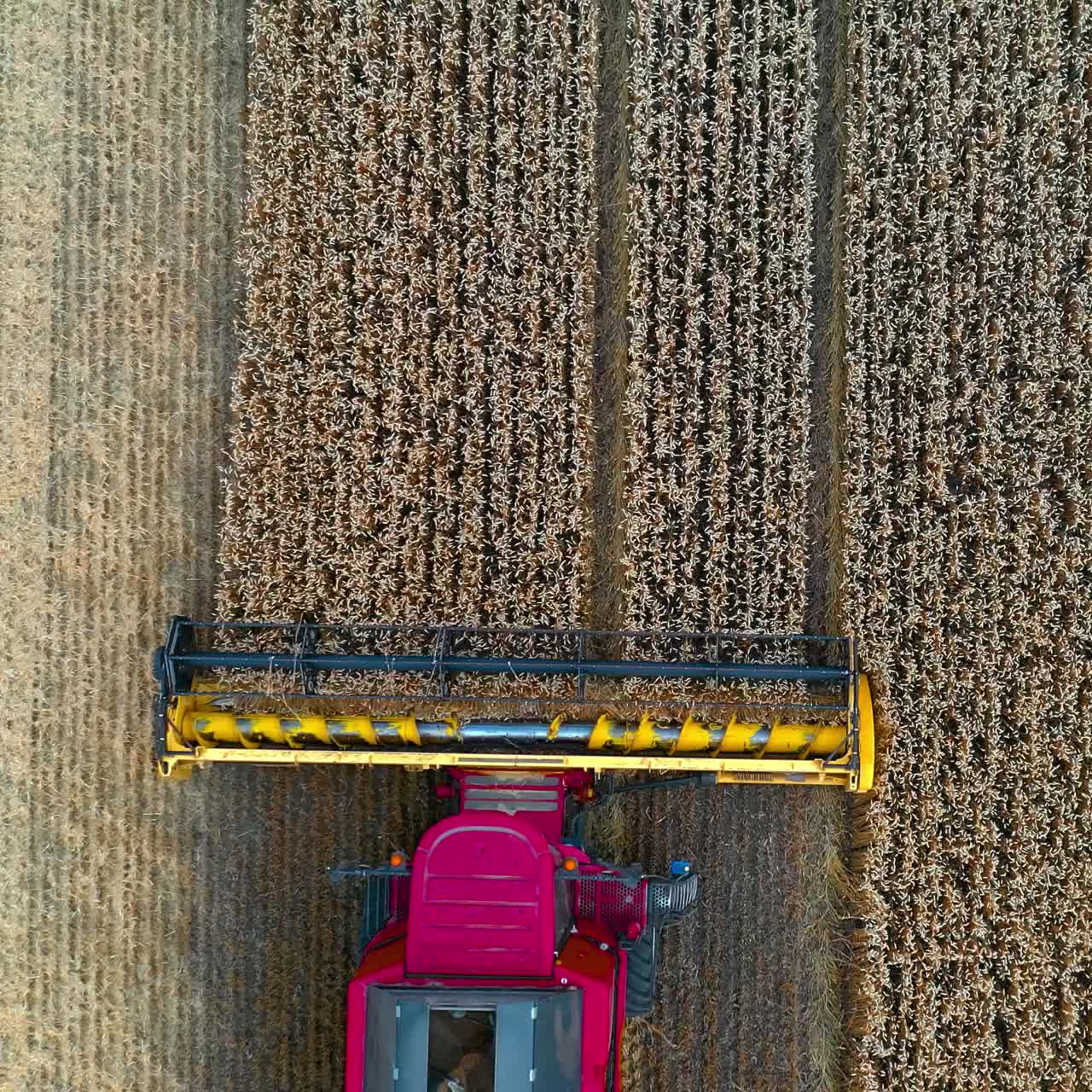 Combine harvester from above. Agriculture machine harvesting golden ripe wheat field. A field after a harvest time. Aerial view from dron