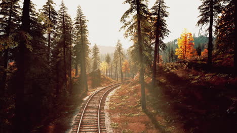 sunlit railway tracks through forest
