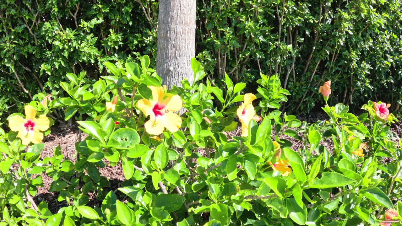 활기찬 히비스쿠스 꽃 과 상호 작용 하는 나비