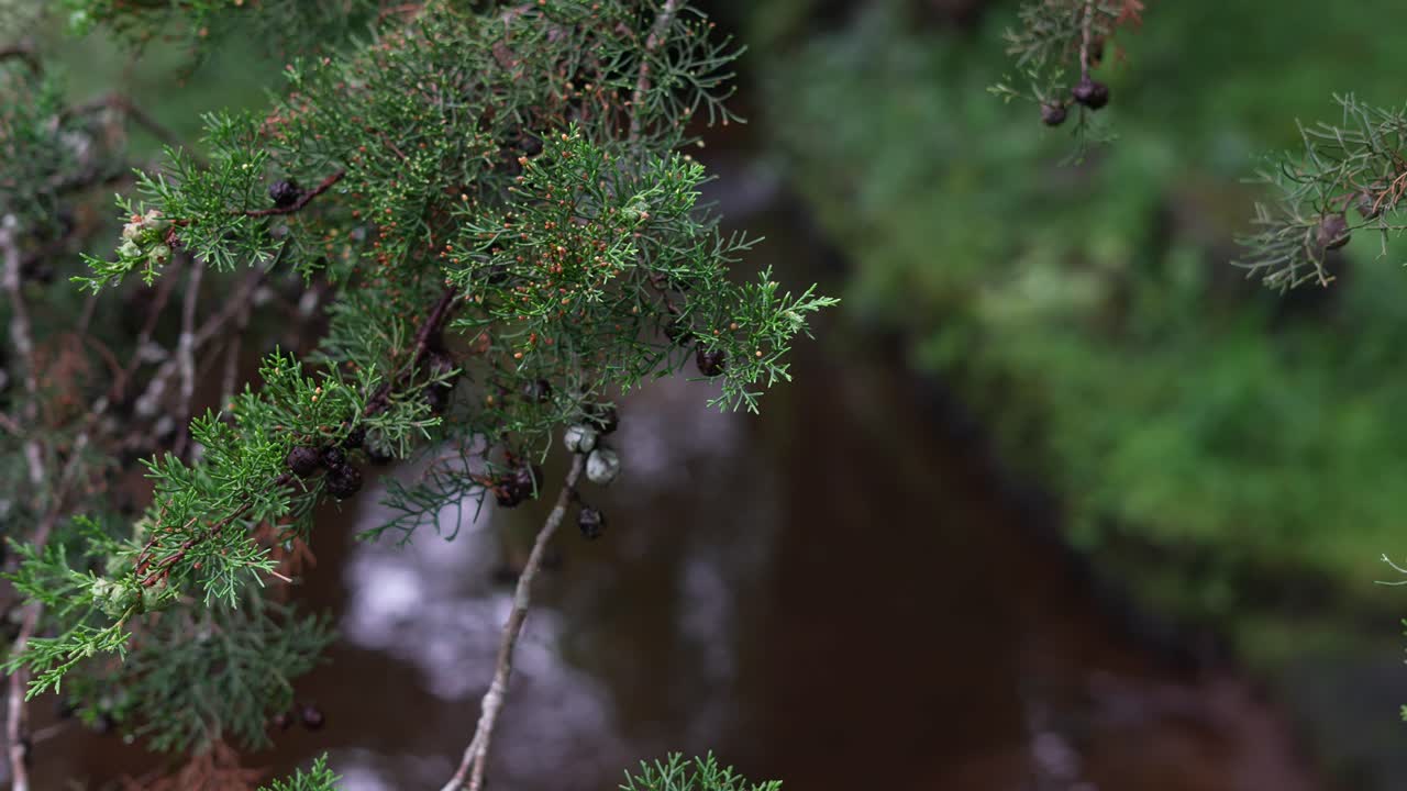 pine tree branches in the forest next to the river