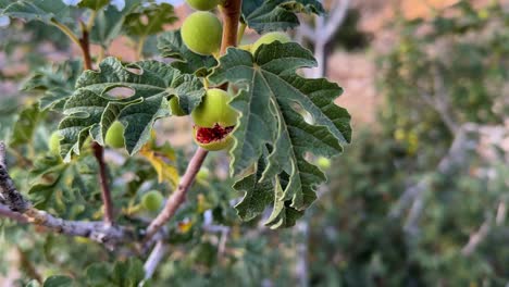 fotografía de cerca de un higo rojo maduro dulce delicioso rara habilidad verde rojo dentro de la fruta silvestre en la montaña en estahban iran natural maravilloso paisaje pacífico icónico la hoja verde árbol maduro en verano