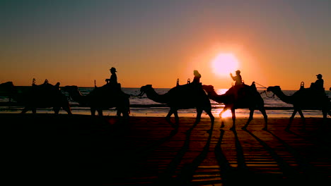 a camel train crosses broome beach in western australia at sunset 1