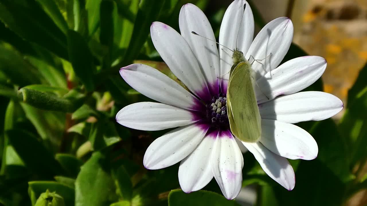vista superior de una hermosa mariposa aferrándose a una flor a pesar del viento