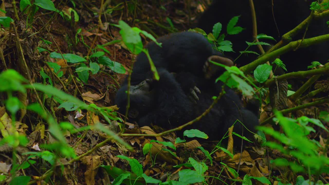 Cuccioli di gorilla che giocano a lottare nella foresta pluviale in Ruanda