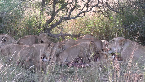 a pride of lionesses and their cubs feed in the bush on the carcass of a zebra