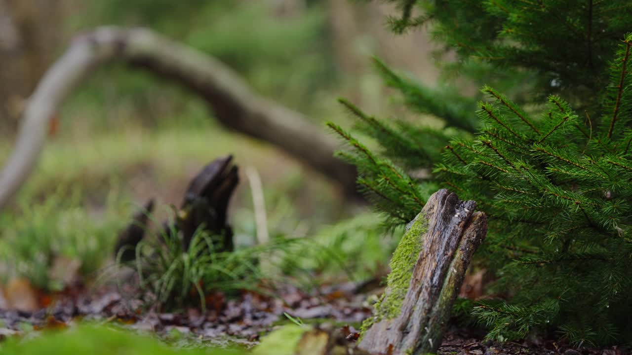 Great tit perched on angled branch, looking down in alert pose, soft forest background
