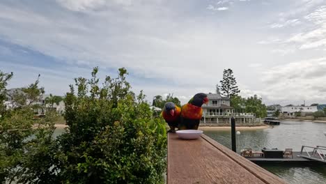 parrot interacts with camera on railing.