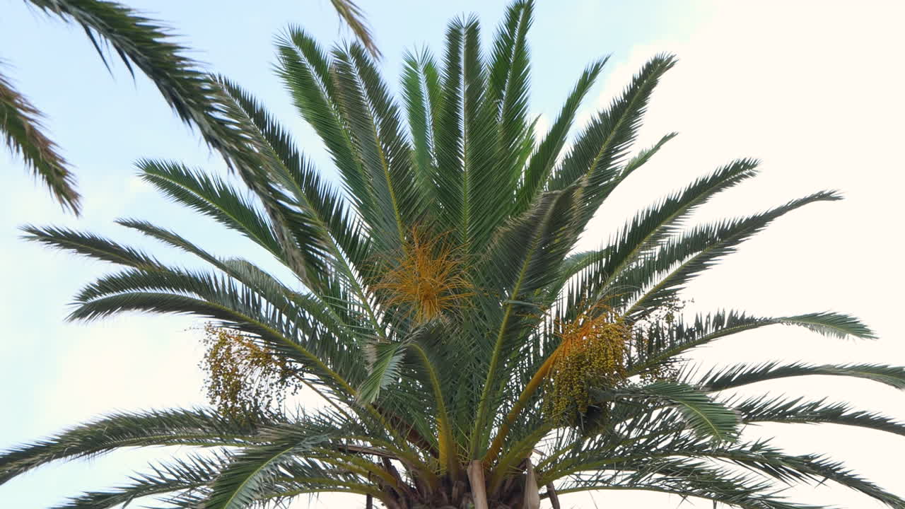 Top of a green Canary palm tree with yellow date grapes waving in the wind in front of a summer sky