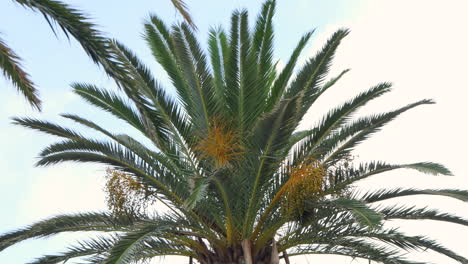 top of a green canary palm tree with yellow date grapes waving in the wind in front of a summer sky