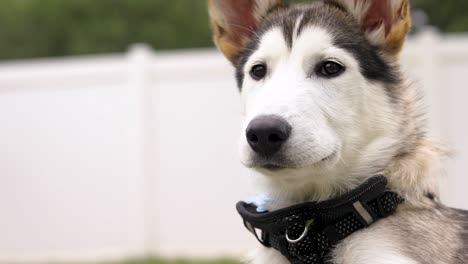 adorable siberian husky puppy looking at camera, closeup