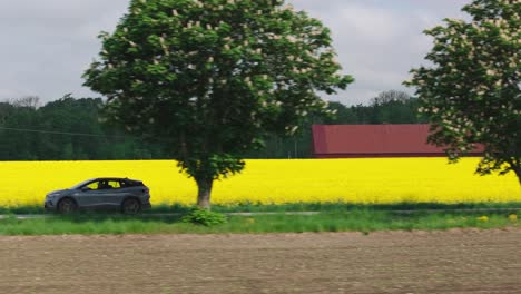 Un-Coche-Gris-Conduce-Por-Una-Carretera-Bordeada-De-Campos-De-Canola-Y-Grandes-árboles-Tupidos