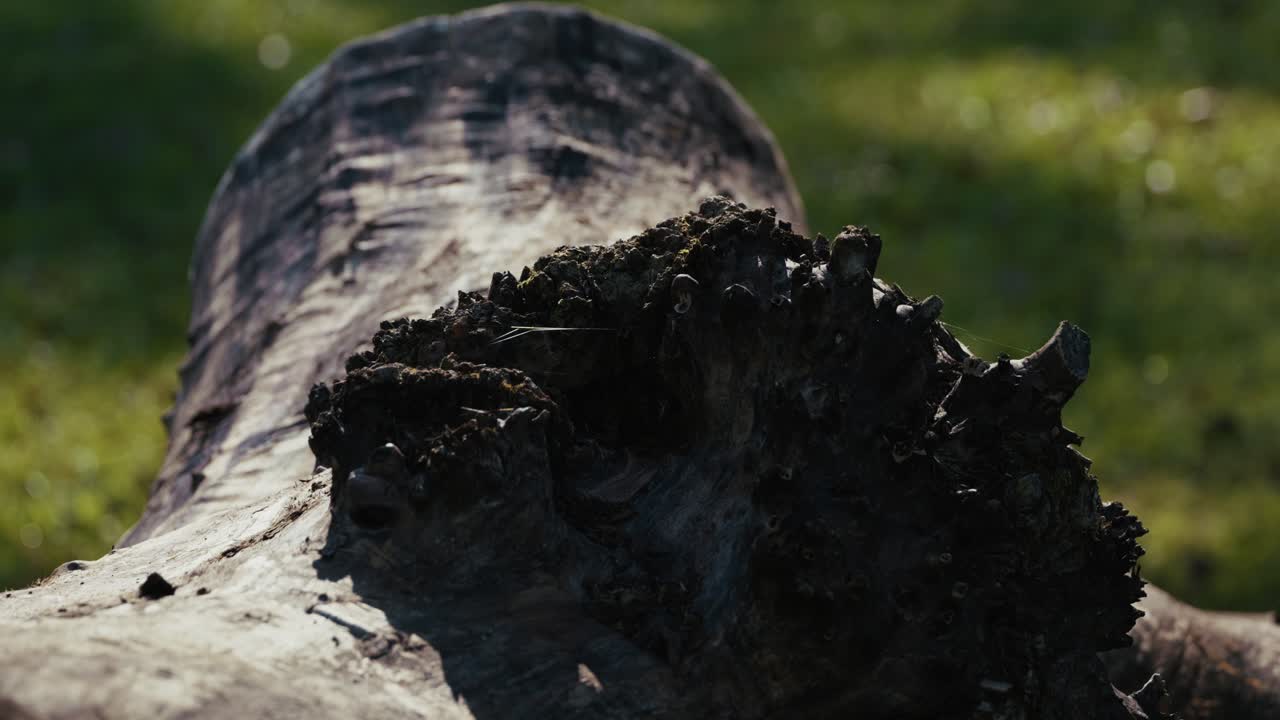 En detaljert visning av en fallen trestamme som viser den grove barkteksturen og knutene, belyst av naturlig sollys mot en uskarp gressbakgrunn i en park.