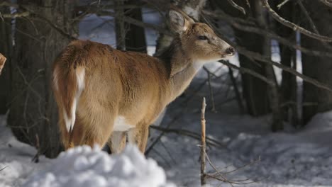 Weißwedelhirsche,-Die-Sich-Im-Winter-In-Slomo-Umsehen