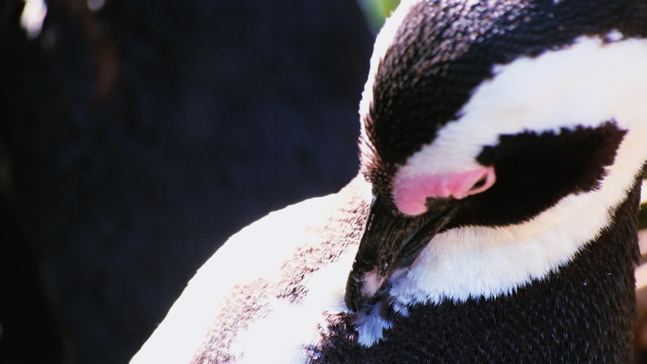 extremo primer plano del pingüino africano spheniscus demersus limpiando sus plumas