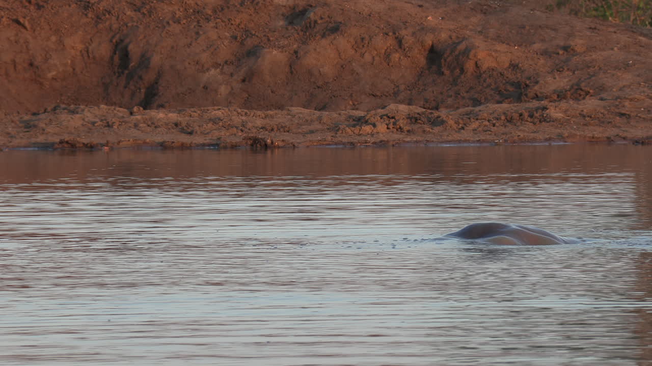하마가 물에서 튀어나와 카메라를 쳐다보는 아프리카 호수의 전망