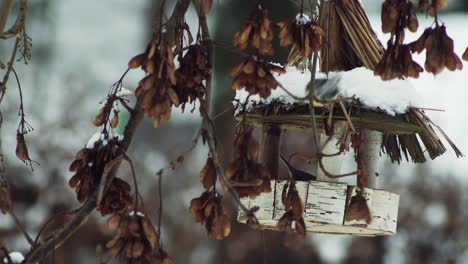 Titmouse-birds-eat-from-rustic-bird-feeder-covered-in-winter-snow,-Off-center