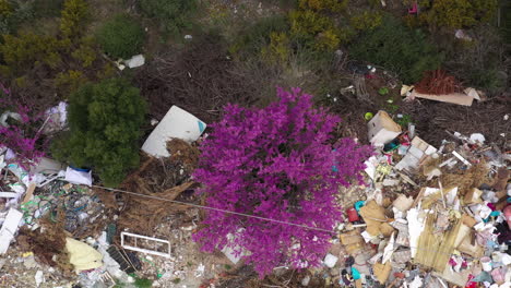 Rosa-Blumen-Auf-Einem-Baum,-Vertikale-Luftaufnahme-Mit-Müll,-Nicht-Genehmigte-Deponie