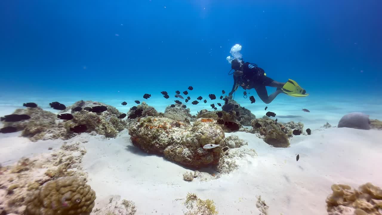 Local dive guide invites to explore something exciting at a coral reef in Zanzibar, Tanzania.