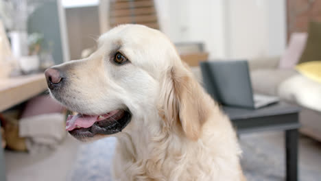 Retrato-De-Perro-Golden-Retriever-Sentado-En-Casa,-Cámara-Lenta