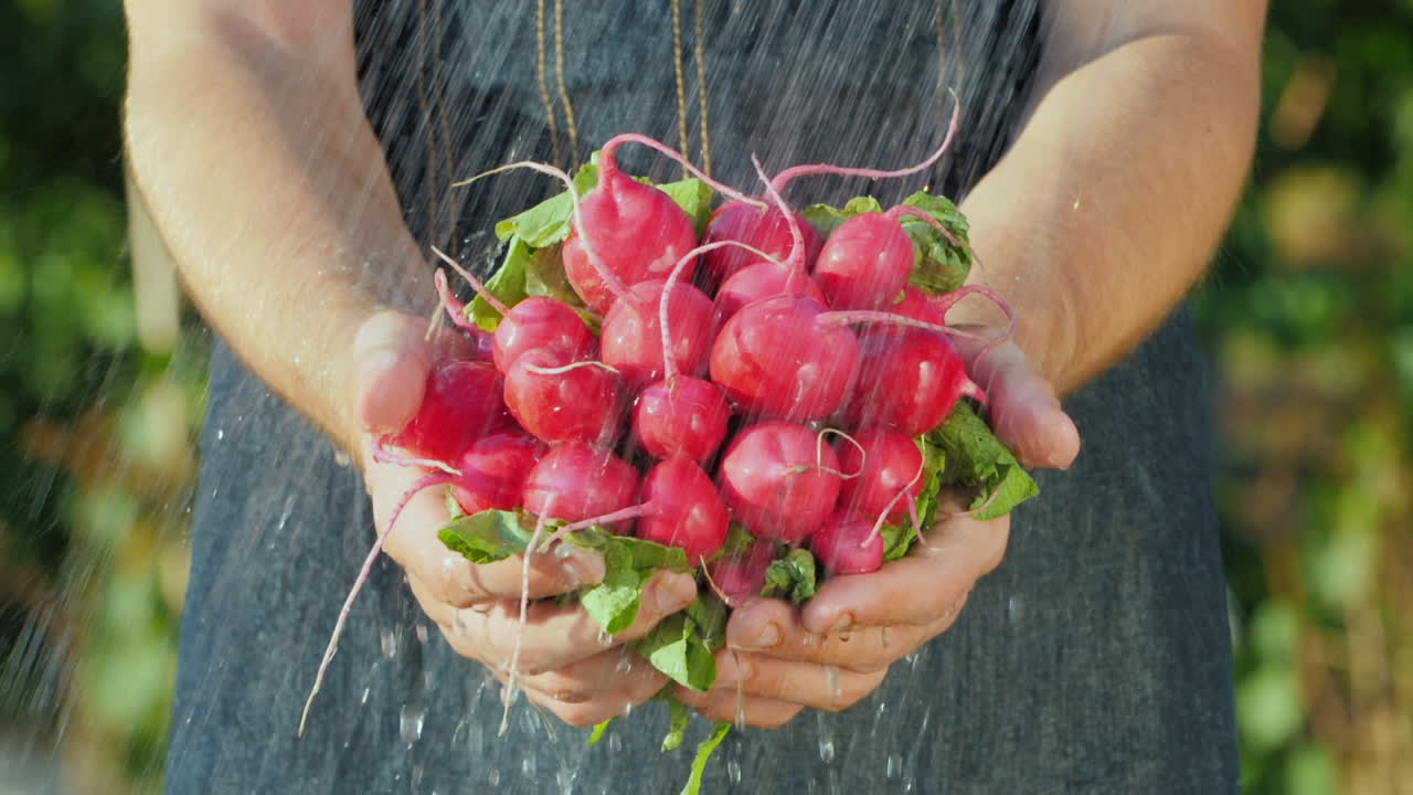 한 남자가 신선한 유기농 야채를 흐르는 물에 신선한 무 한 다발을 들고 있다