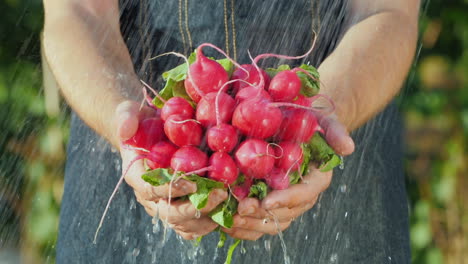 Un-Hombre-Sostiene-Un-Montón-De-Rábanos-Frescos-Bajo-Agua-Corriente-Vegetales-Orgánicos-Frescos