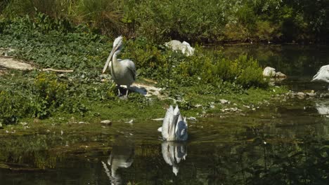 Eine-Gruppe-Dalmatinischer-Pelikane-Auf-Einer-Kleinen-Insel-In-Einem-Teich-In-Bern,-Schweiz