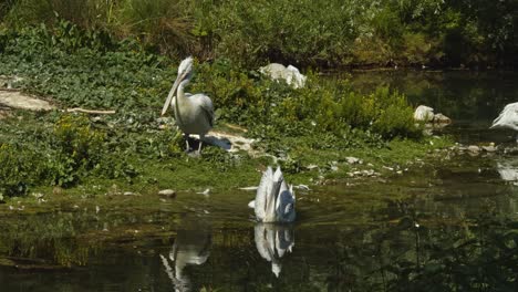 un grupo de pelícanos dálmatas en una pequeña isla dentro de un estanque en berna, suiza