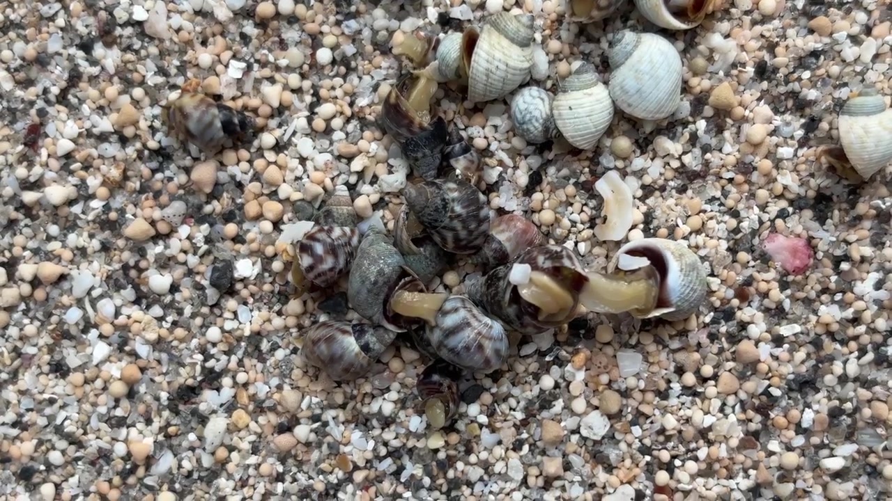 Group of Hermit Crabs Moving on Sandy Beach