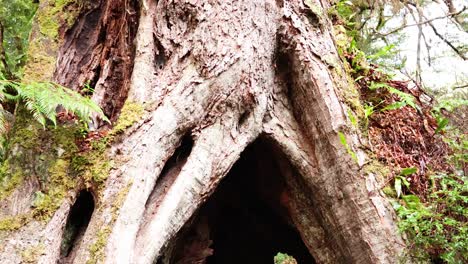 explorando las raíces y el tronco de un árbol gigante