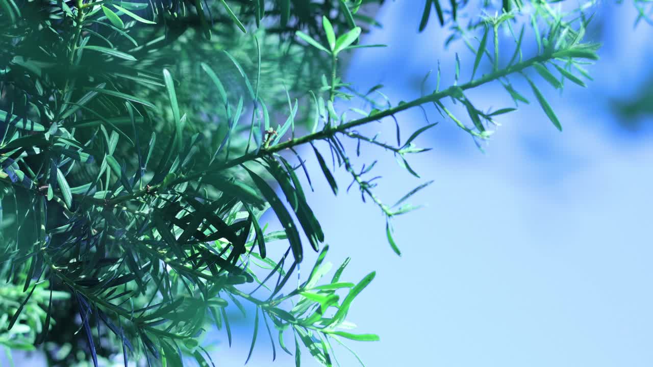 푸른 하늘을 향해 부드럽게 흔들리는 잎