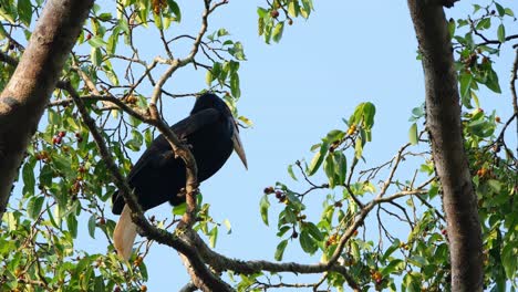 Una-Hembra-Posada-En-Una-Rama-Mirando-A-Su-Alrededor-Y-Luego-Salta-A-Otra-Rama-Para-Volar,-Cálao-Envuelto-Rhyticeros-Undulatus-Macho-hembra,-Tailandia