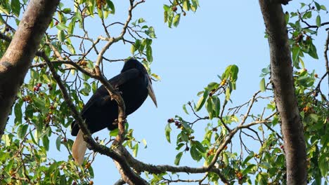una hembra posada en una rama mirando a su alrededor luego salta a otra rama para volar lejos, coronado hornbill rhyticeros undulatus macho-hembra, tailandia