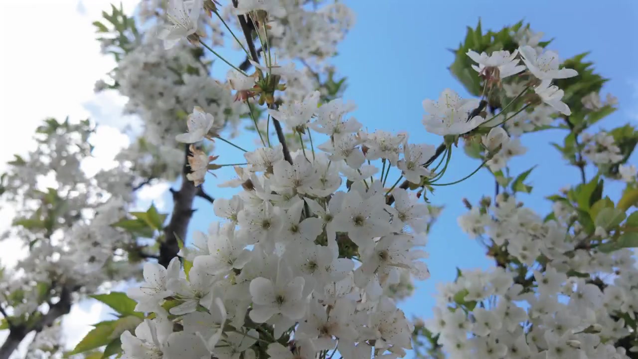 White blossoms blooming on tree branches under bright sunlight during spring