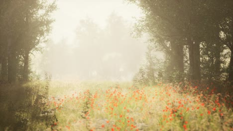 clearing in the forest in sunny summer morning