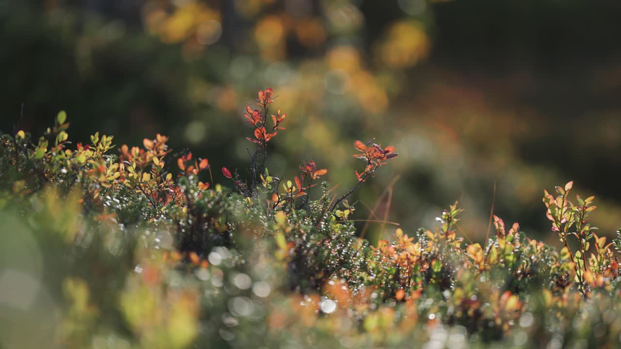 Bright autumn vegetation on shrubs and bushes in Norwegian tundra