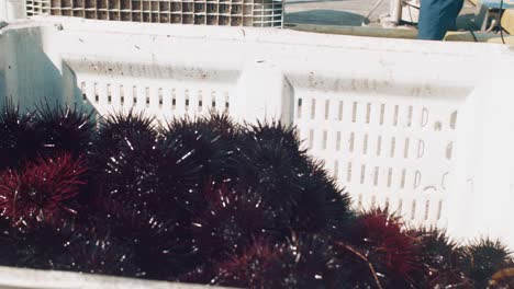 Freshly-caught-close-up-of-sea-urchins,-close-up-establishing-shot-of-seafood-catch