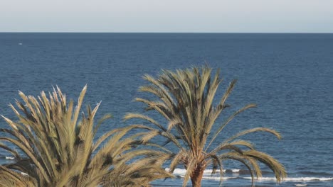 Lonely-palm-tree-in-the-middle-of-the-beach