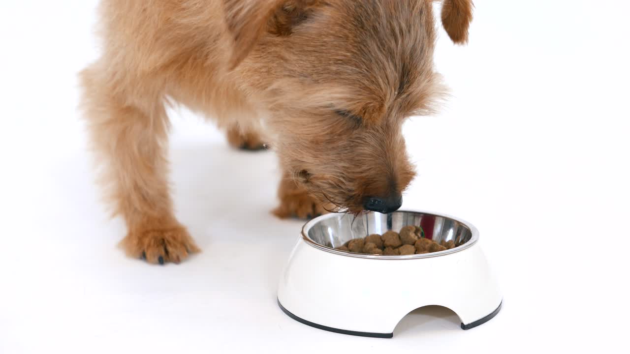 norfolk terrier perro comiendo comida 4k
