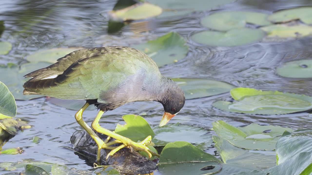 느린 동작으로 부리가 있는 수련을 따는 다채로운 보라색 갈리누레